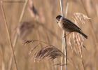 reedBunting_150113h.jpg