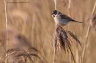 reedBunting_150113i.jpg