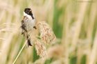 reedBunting_150615c.jpg