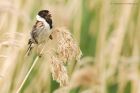 Filename=reedBunting_150615d.jpg
Filesize=304KB
Dimensions=1200x800
Date added=Oct 04, 2015 reedBunting_150615d.jpg