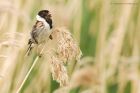 reedBunting_150615d.jpg