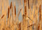 reedBunting_160208a.jpg