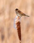 reedBunting_160208c.jpg