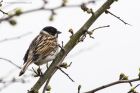 reedBunting_170415a.jpg