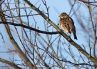 reedBunting_171210b.jpg