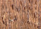 reedBunting_190112c.jpg