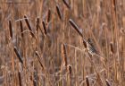 reedBunting_190112d.jpg