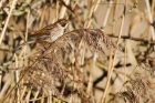 reedBunting_211115e.jpg