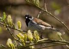 reedBunting_230309h.jpg