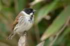 Filename=reedBunting_230313h.jpg
Filesize=267KB
Dimensions=1000x667
Date added=May 05, 2013 reedBunting_230313h.jpg