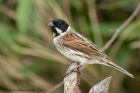 reedBunting_230313j.jpg