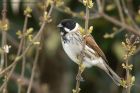 reedBunting_240313c.jpg