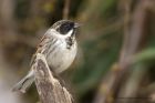 reedBunting_240313d.jpg