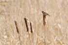 reedBunting_250316a.jpg