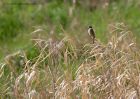 reedBunting_250411a.jpg