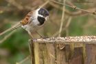 reedBunting_260212a.jpg