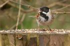 Filename=reedBunting_260212c.jpg
Filesize=211KB
Dimensions=1000x667
Date added=Feb 26, 2012 reedBunting_260212c.jpg