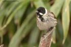 reedBunting_270313b.jpg