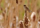 reedBunting_270409b.jpg