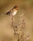 Filename=reedBunting_271208d~0.jpg
Filesize=214KB
Dimensions=648x800
Date added=Dec 29, 2008 reedBunting_271208d~0.jpg