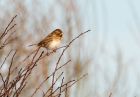 reedBunting_271208e.jpg