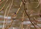 reedBunting_280310a.jpg