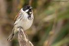 reedBunting_280313a.jpg