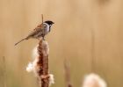 reedBunting_280409a.jpg