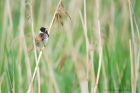 reedBunting_MM_190620a.jpg