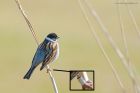 reedBunting_RP_070521a.jpg