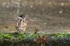 reedBunting_gdn_110219b.jpg