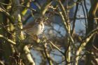 reedBunting_gdn_110219d.jpg