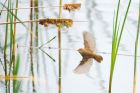 reedWarbler_MM_190620a.jpg