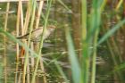 reedWarbler_MM_190620b.jpg