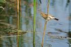 reedWarbler_MM_190620c.jpg