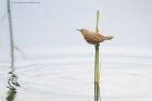 reedWarbler_MM_190620e.jpg