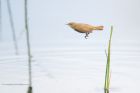 reedWarbler_MM_190620f.jpg