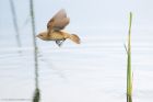 reedWarbler_MM_190620g.jpg