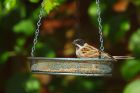 Filename=reed_gdn_130420b.jpg
Filesize=484KB
Dimensions=1200x800
Date added=Apr 02, 2021 reed_gdn_130420b.jpg