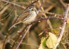 reedbunting_150208a.jpg