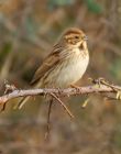 reedbunting_150208b.jpg