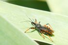 rhinocoris_iracundus_220619a.jpg