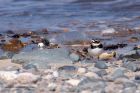 ringedPlover_020511a.jpg