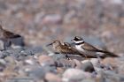 ringedPlover_020511e.jpg