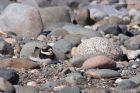 ringedPlover_020511h.jpg