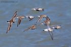 ringedPlover_020511j.jpg