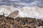 ringedPlover_050412a.jpg