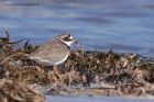 ringedPlover_050412c.jpg