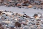 Filename=ringedPlover_090311a.jpg
Filesize=232KB
Dimensions=1000x667
Date added=Mar 09, 2011 ringedPlover_090311a.jpg