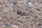 ringedPlover_090311b.jpg